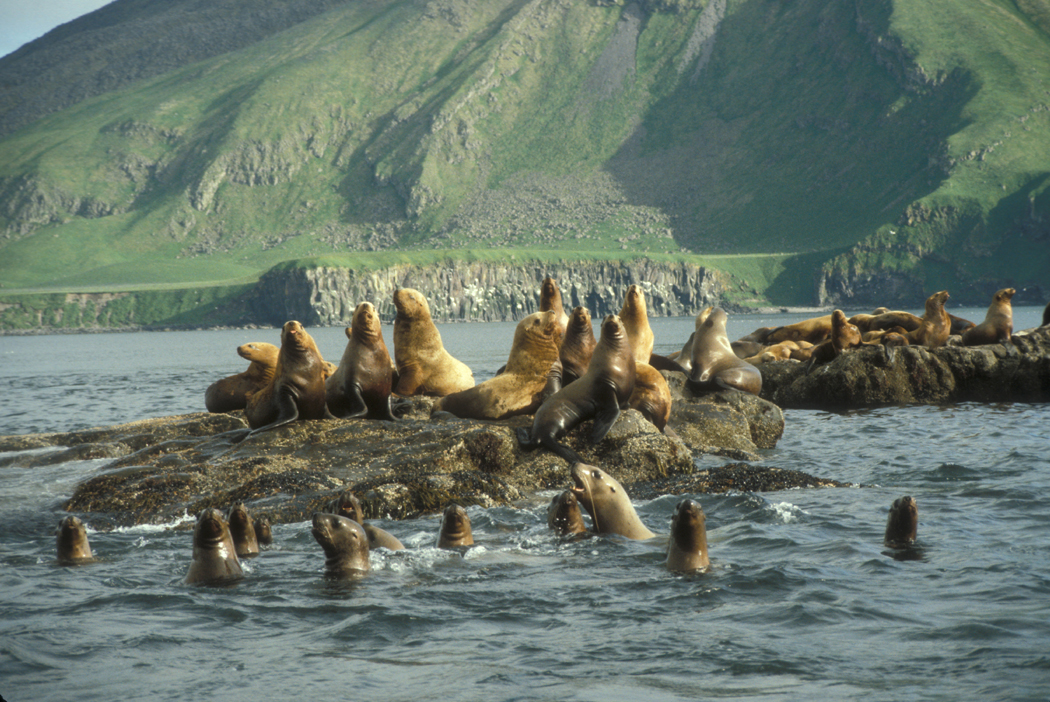 Steller Sea Lion